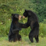 photo-young-bears-play-1