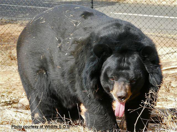 Bear Weight Chart