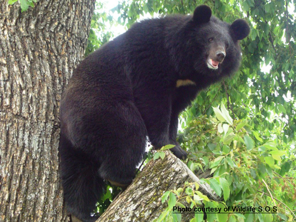 Pictures of Asiatic Black Bear , White Asiatic Black Bear pictures, Asiatic Black Bear pic, Asiatic Black Bear image