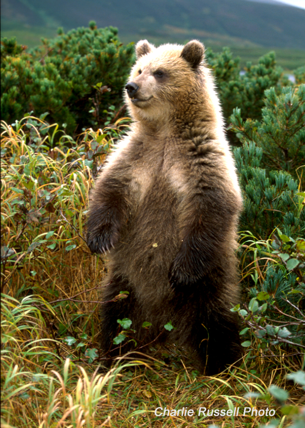 Brown Bear, Species