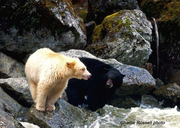 types of bears