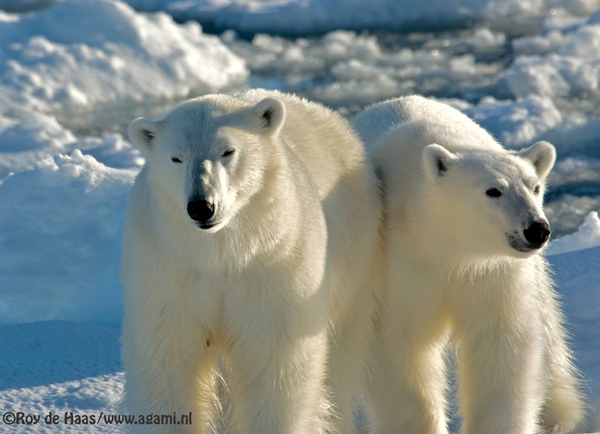 Polar Bear, Species