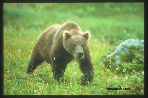 Russia-bear-a--mjm1998