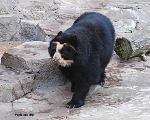 Asian black bear - Wikipedia