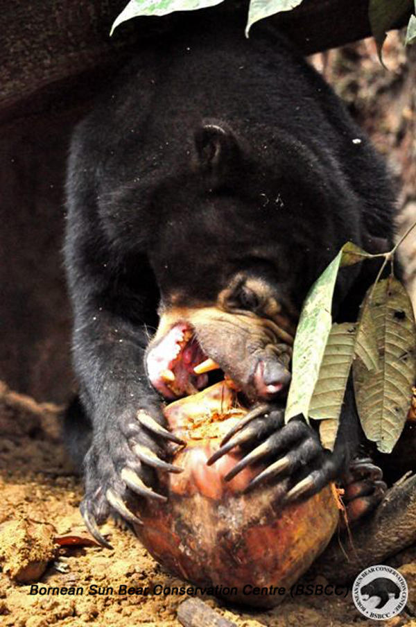 sun bear size