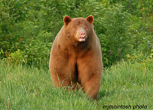 Brown Bear, Species