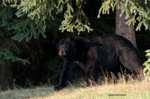 bear,male,Aug-30-2012,D80_5