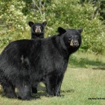 Female black bear and cub