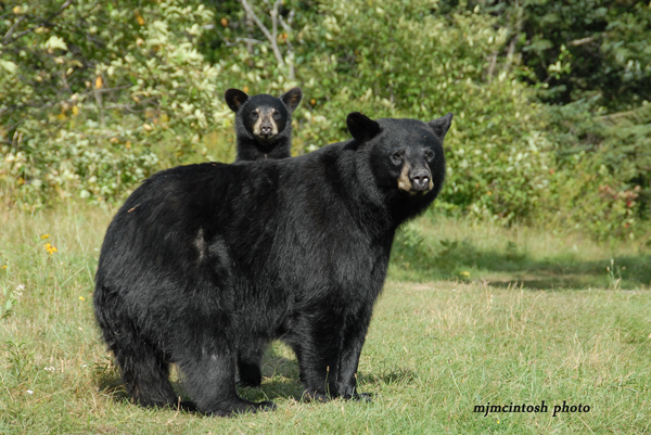 Black bears: The most common bear in North America