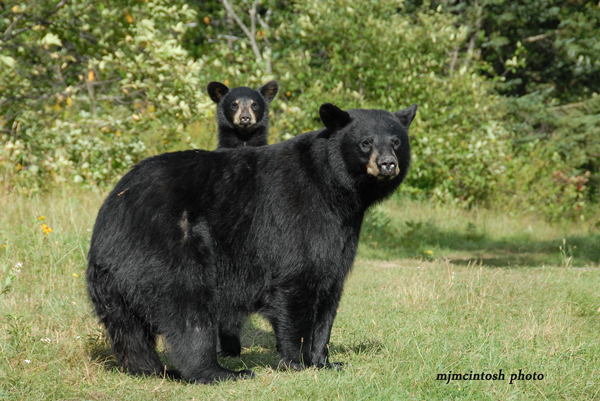 Black Bear Weight Chart