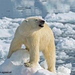 polar-bear--photographer-Ro