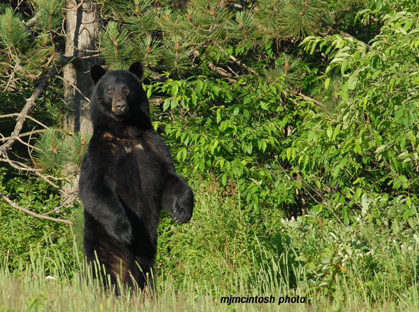 Black Bear