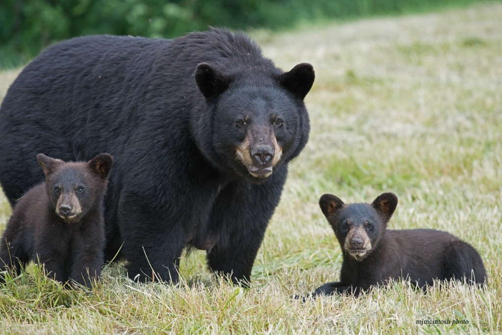 Dogs and sales black bears