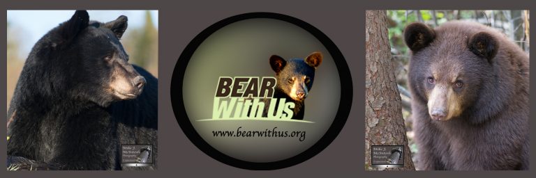 Bear With Us | Black Bear Rehabilitation, Education, Research, Bear Facts