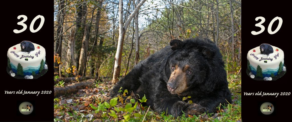 Bear Residents Bear With Us