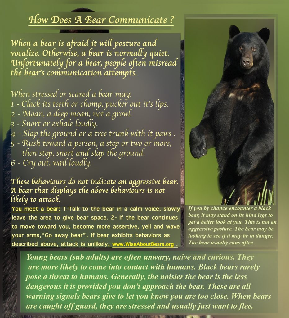 The Symbolic Meaning of Bears: An Exploration of Facts and Myths