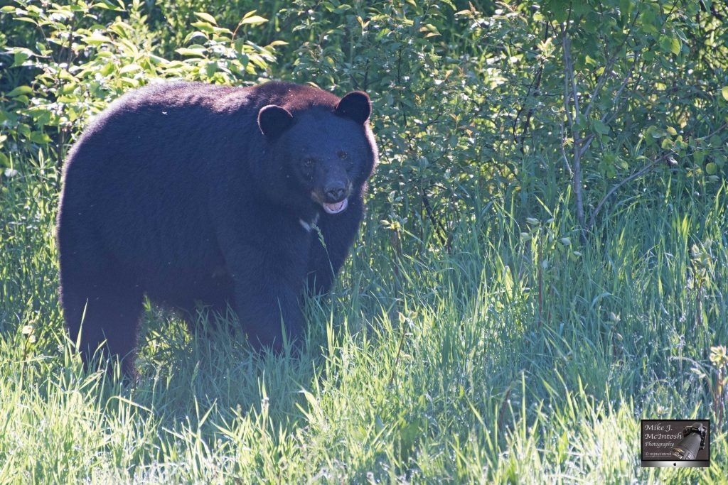 are black bears scared of dogs