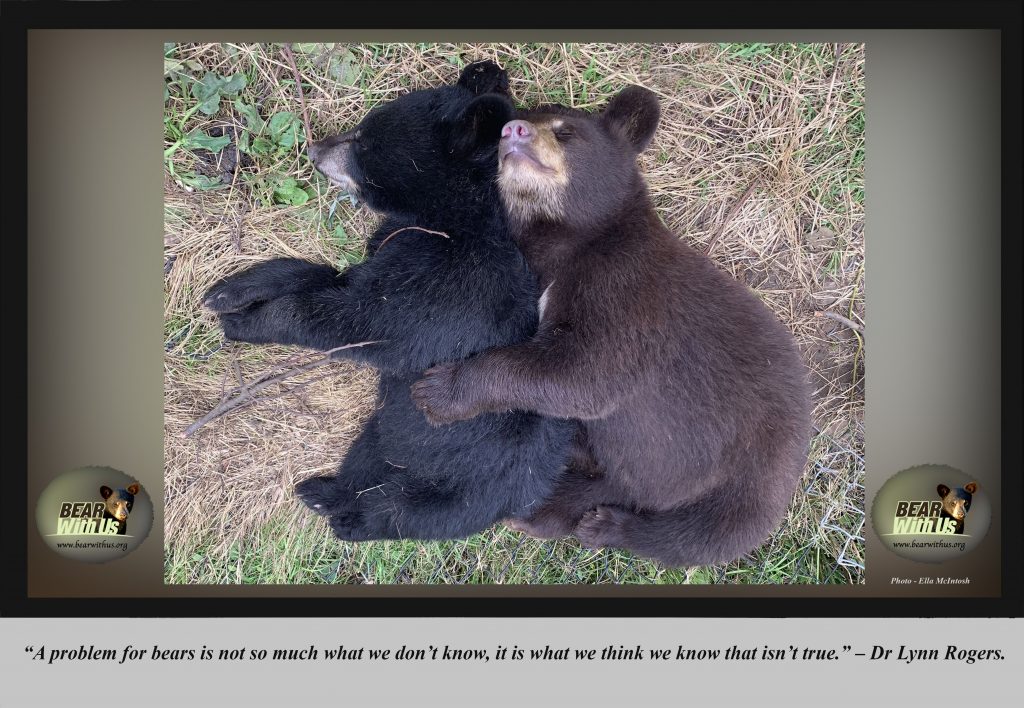 What Do Black Bears Eat? These 50+ Top Bear Foods