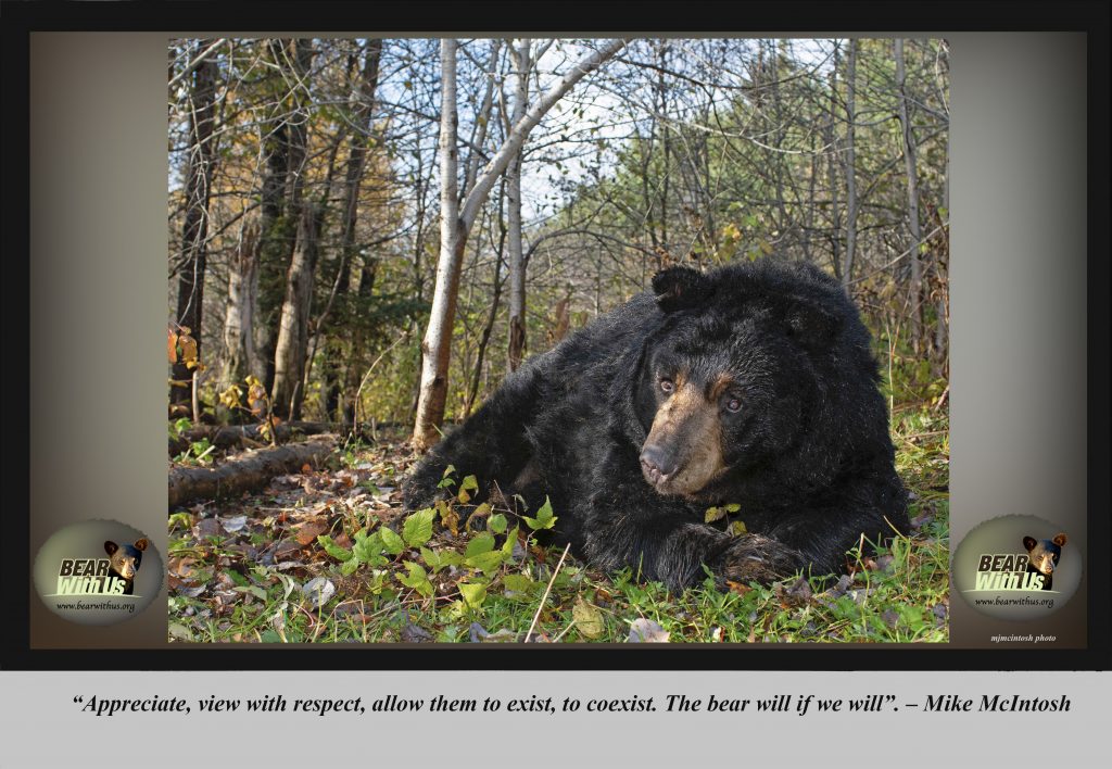 Know the Language of Black Bears