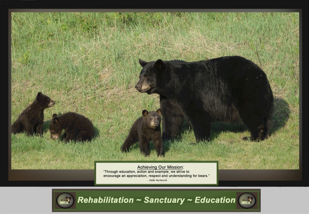 Research is finding solutions for human/black bear coexistence