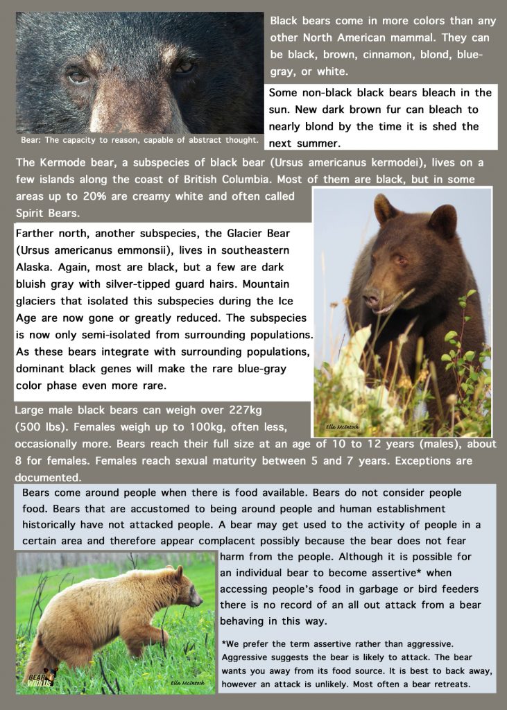 Facts At A Glance – North American Black Bear – Ursus Americanus