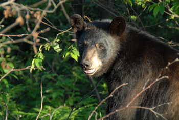 What You Need To Know About The Black Bear