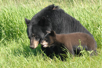 What You Need To Know About The Black Bear