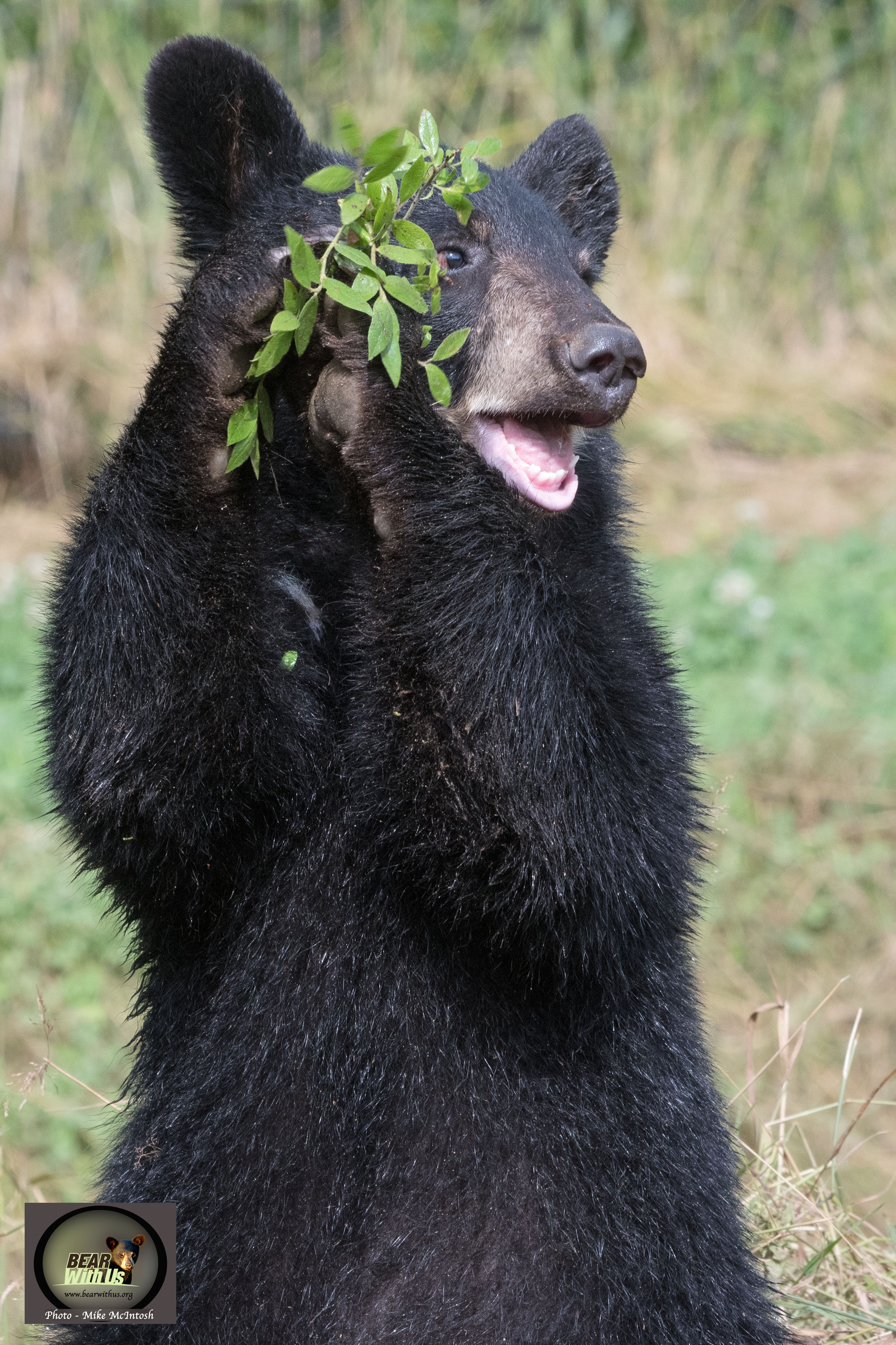 cub,Inky,holding bluberryplant,Aug.6,2019_D502910
