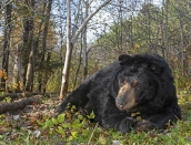 Yogi Bear, 10,2019