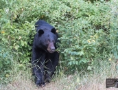 bear,Blackface,July28,2019_D502467