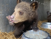cub Pinky licks paw,by Ella,May11,2019.IMG_0847
