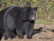 cub,10,Oct.2019_D504196