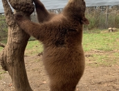 cub,Clyde,Ella,Oct.20,2019,IMG_2255 copy