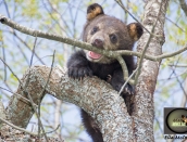 cub,Dwight by Ella,May26,2019,D72_5310