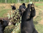 cub,Inky and branch,Aug9,2019,Ella,IMG_8780