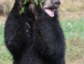 cub,Inky,holding bluberryplant,Aug.6,2019_D502910
