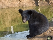 cub,Matt,Aug21,2019,Ella,D72_6099