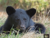 cub,Matt,Ella,Aug.21,2019,D72_6118