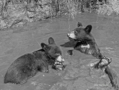 cubs,10,B&W,July2019,Ella,IMG_7998