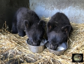 cubs,Fluffy, Link,June14, 2019,IMG_0949