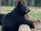 cubs,apples,c,Aug.27,2019,Ella,IMG_9579