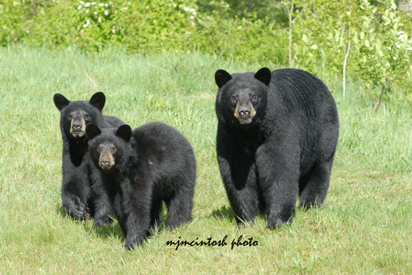 bear-photos-2009-nikond200