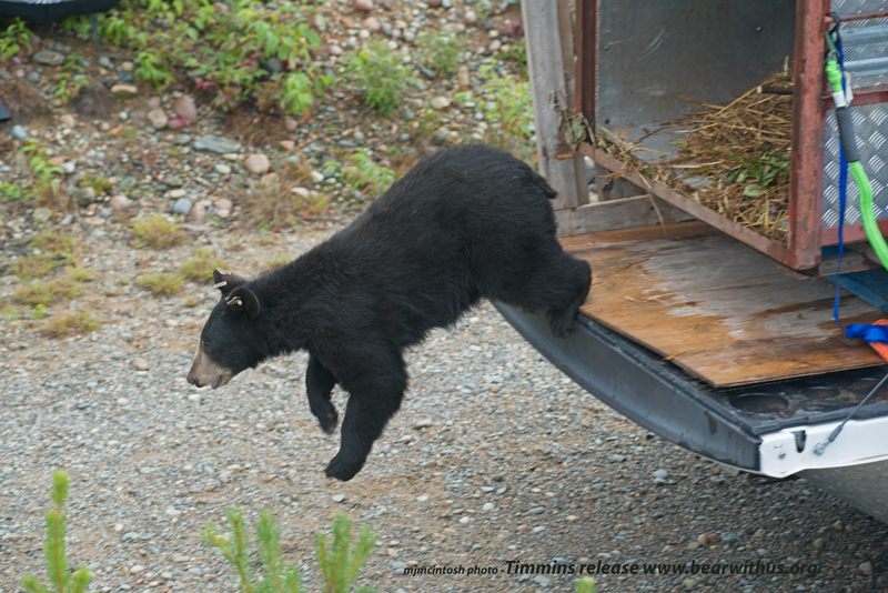bear-rel-timminsaug-9-2013-by-miked80_6681