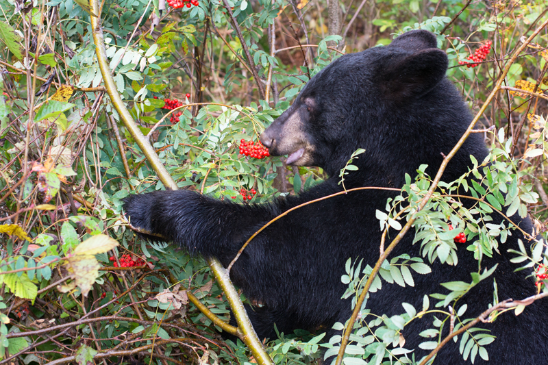 bear,mountian-ash,sept-2013,D800