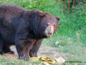 Yogi,July-24-2014,web,D809036