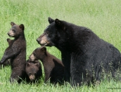 bear-momma,4-cubs,june-16-2014,web,D806027