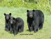 bear-photos-2009-nikond200
