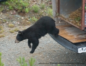 bear-rel-timminsaug-9-2013-by-miked80_6681