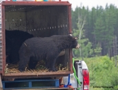 bear-rel-timminsaug-9-2013by-kristadsc0631
