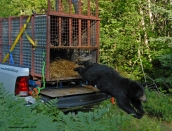 bear-releasec-july-29-2013d200dsc_0441